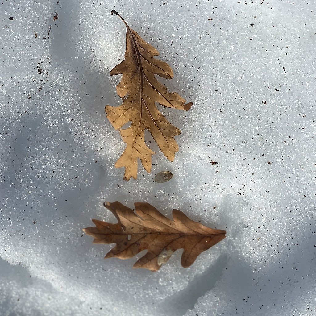 Oak leaves seem to float atop melting ice. 
