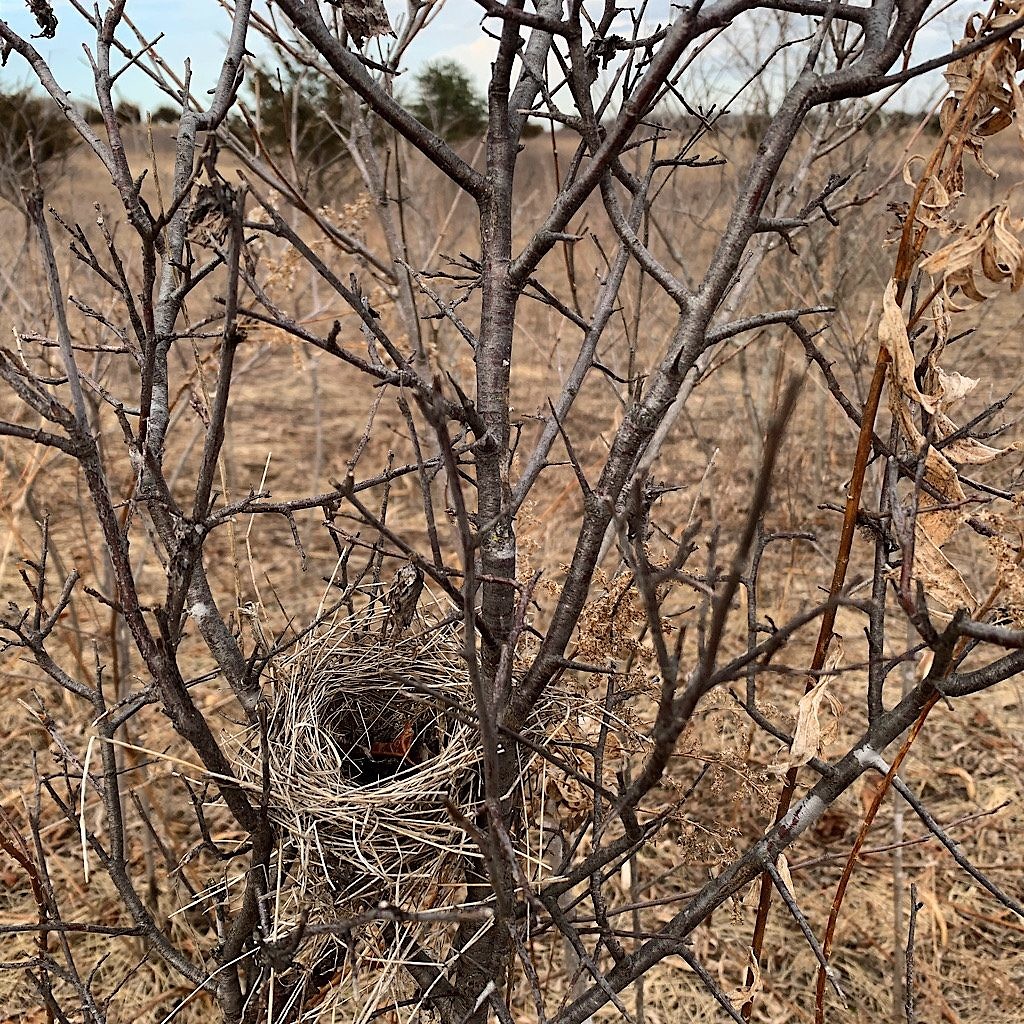a bird's nest surprise