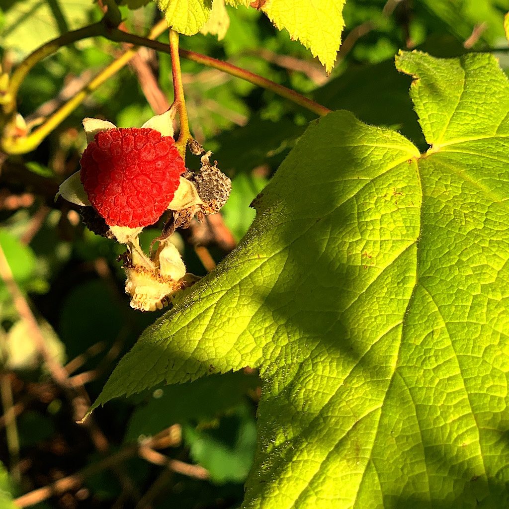 The thimbleberries on the East Hugginin Cove Trail were at peak ripeness. 