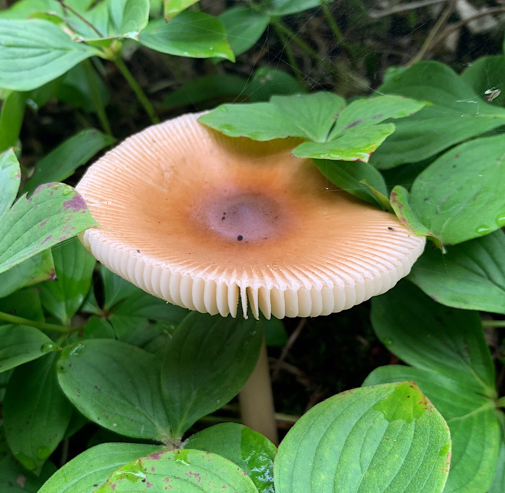 The island is teeming with edibles, but I would need a mycologist at my side. 