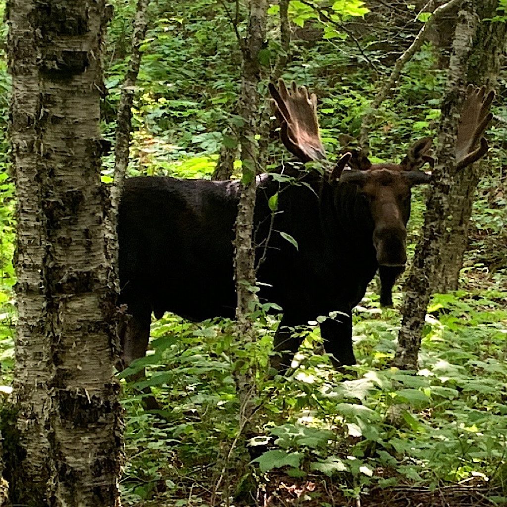 A bull moose looks at me quizzically and never takes one step as I slowly pass. 
