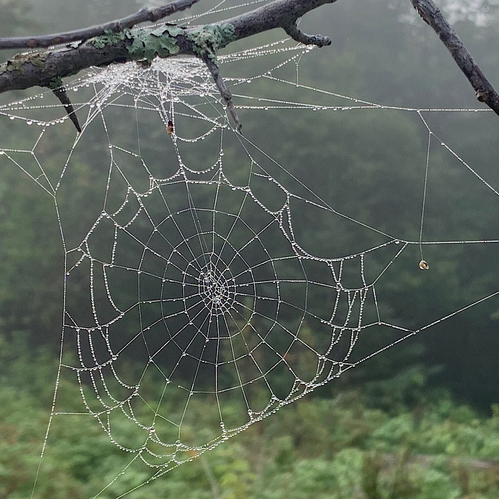 One of millions of dew covered spider webs on Feldtmann Ridge.