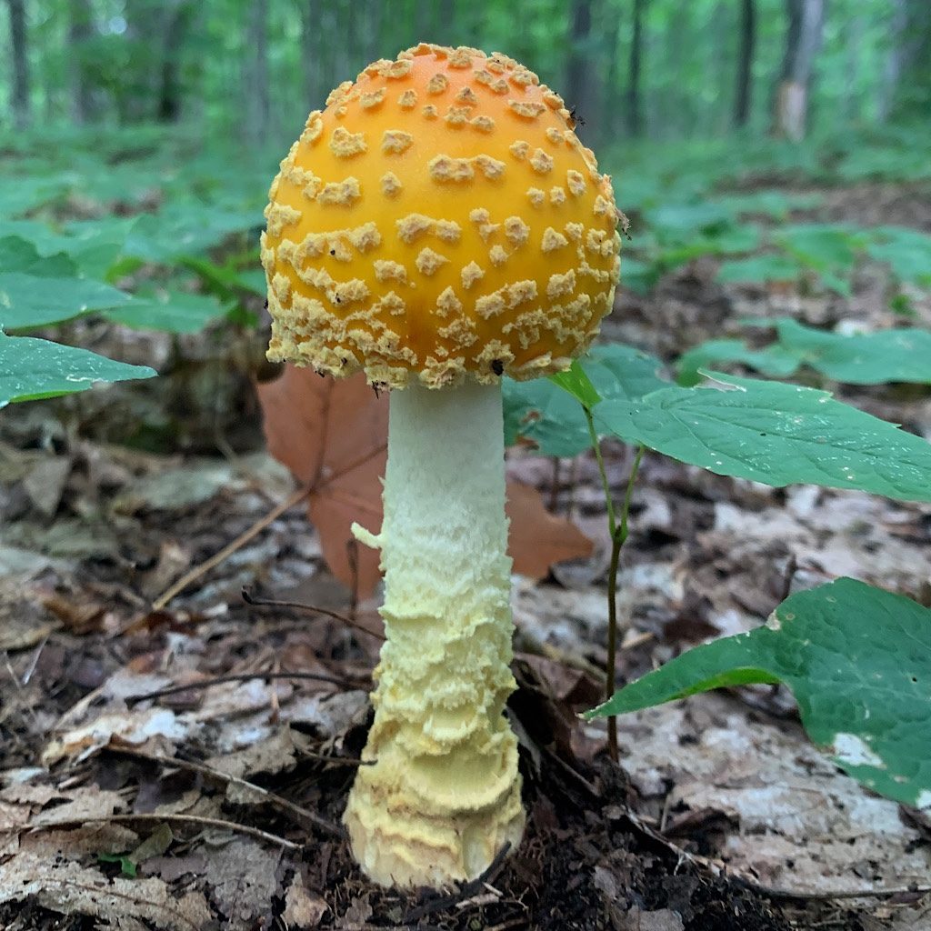 The Greenstone Ridge Trail was full of funky mushrooms. 