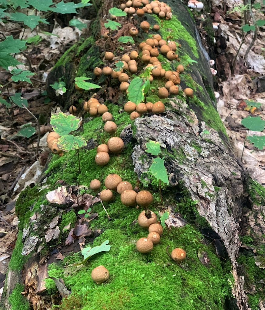Puffballs on a fallen birch. 