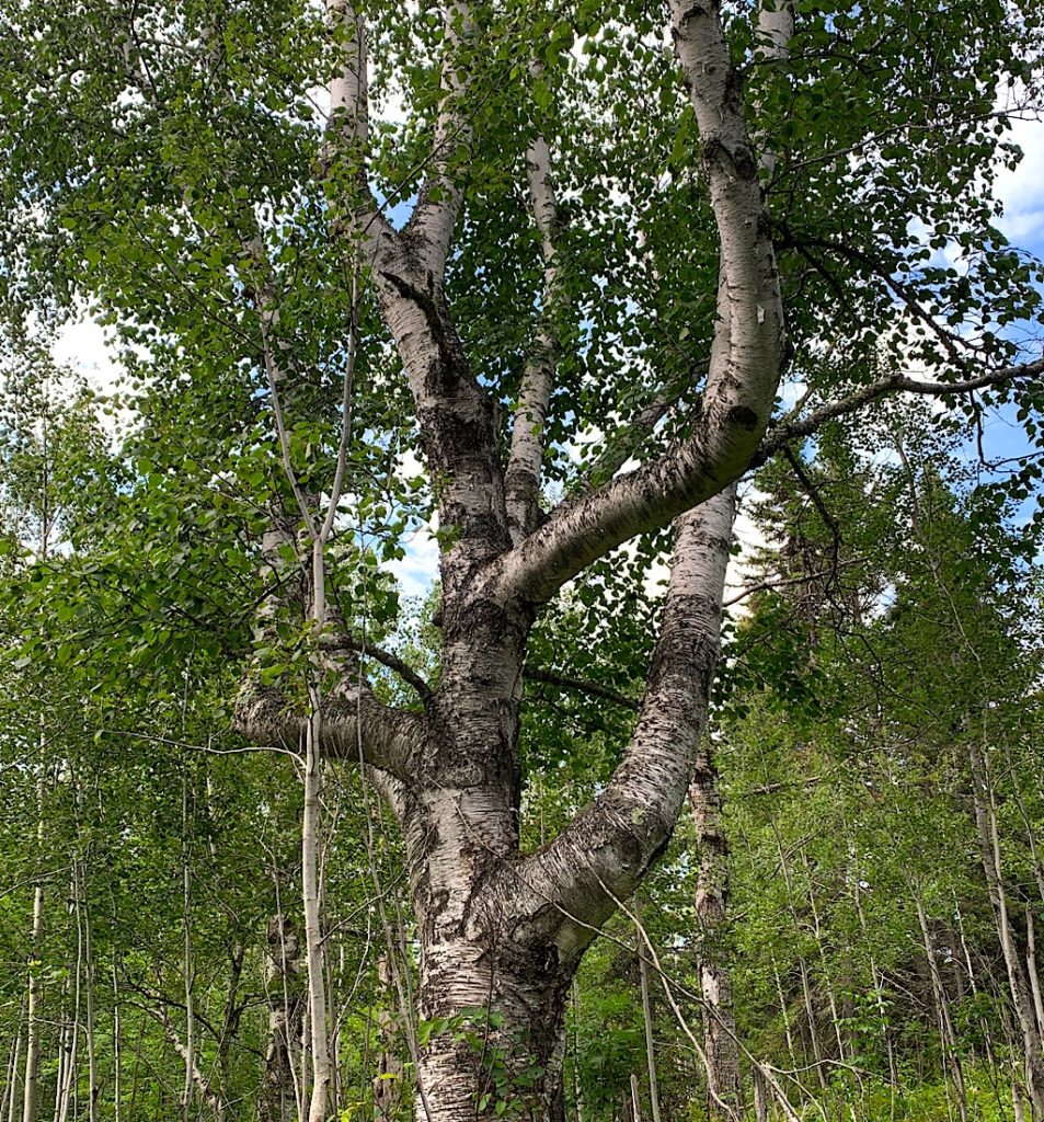 A birch of many arms. 
