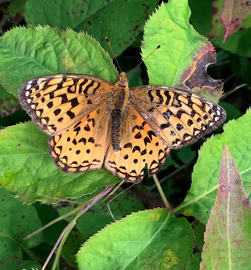 The meadow fritillary stopped long enough for me to snap her picture. 