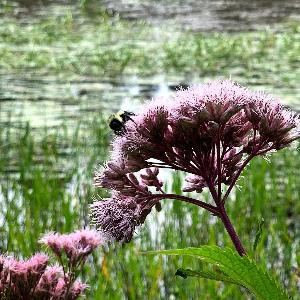 Joe-Pye and bumble bee at the Poplar River. 