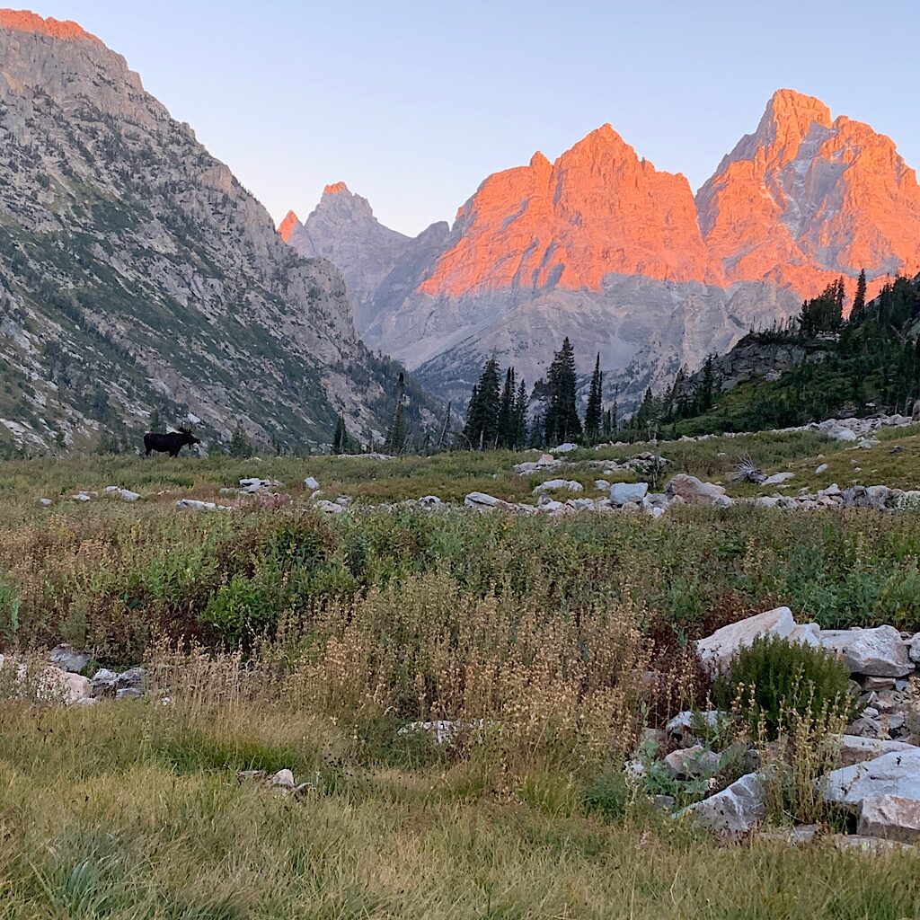 The view from my tent with Mr. Moose. 