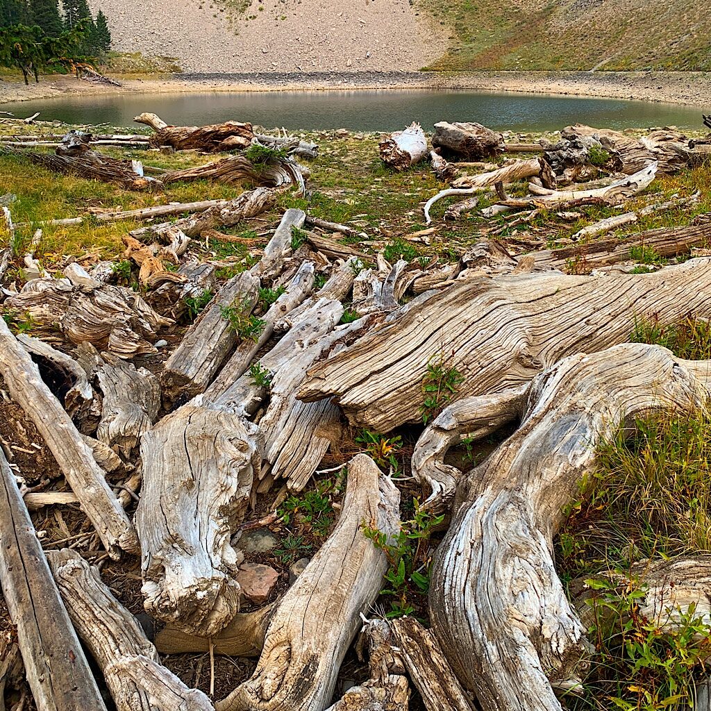 Driftwood at Ski Lake. 