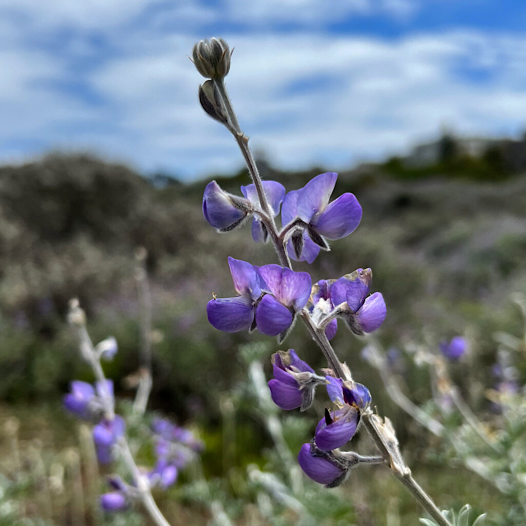 Chamisso’s lupine were everywhere in Lobos Valley on long delicate stalks.