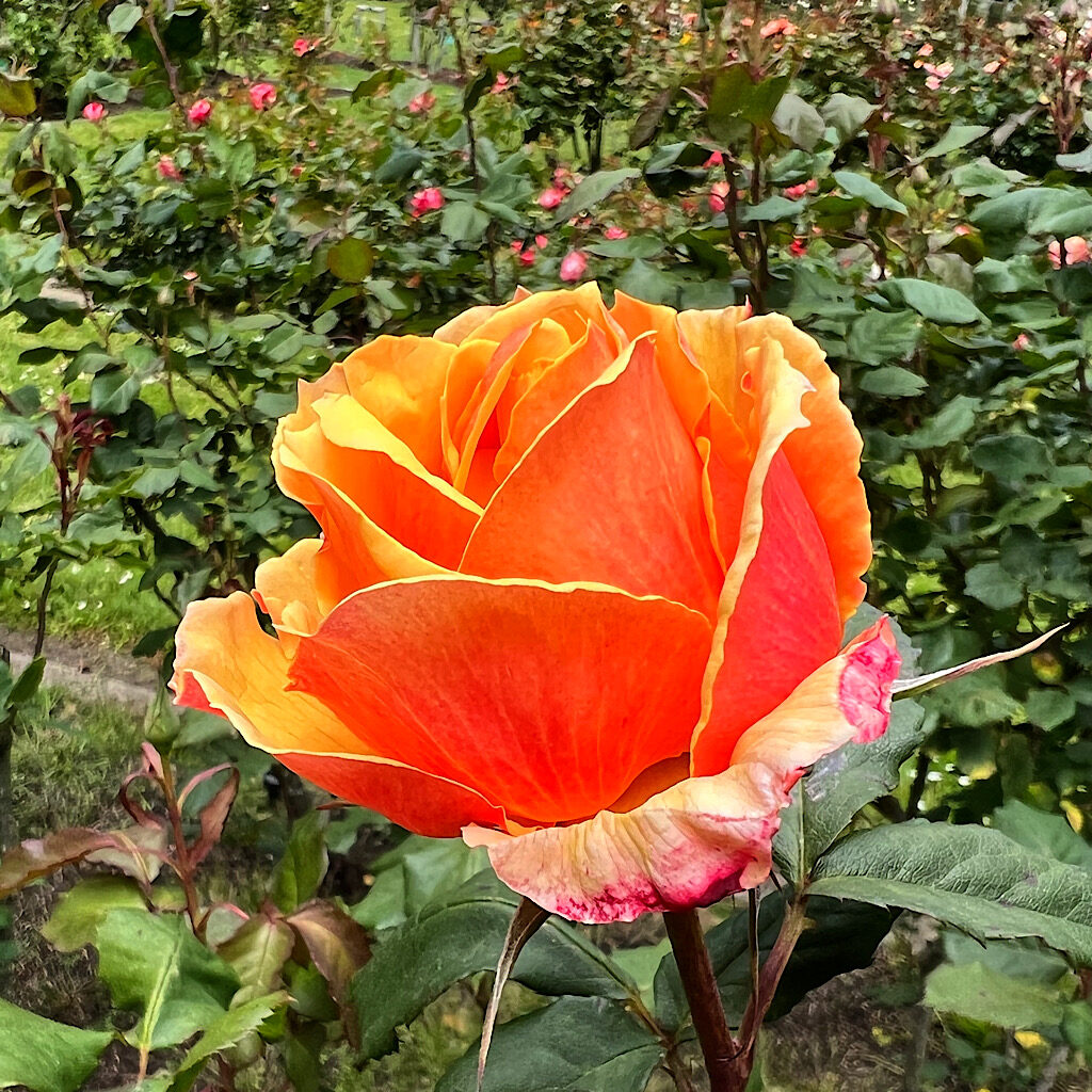 The rose garden was at its zenith in every imaginable color. My favorite is orange. 