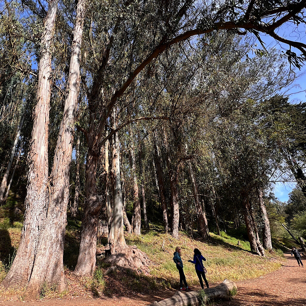 The beautiful tree-lined Glen Park Canyon saved from becoming a freeway by the "Gum Tree Girls" in the mid-'60s.