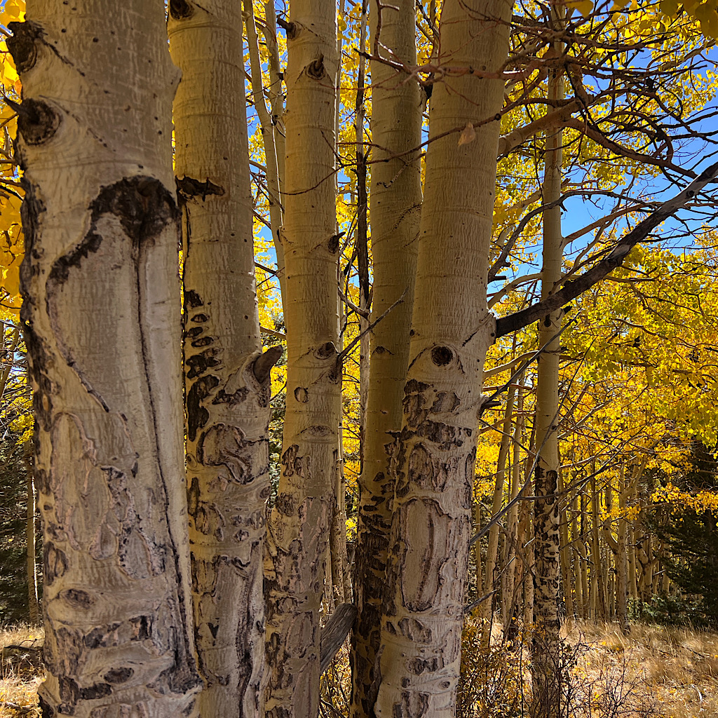 This is one of hundreds of pictures I took of the Aspen in their bright yellow fall dress. I couldn't get enough.