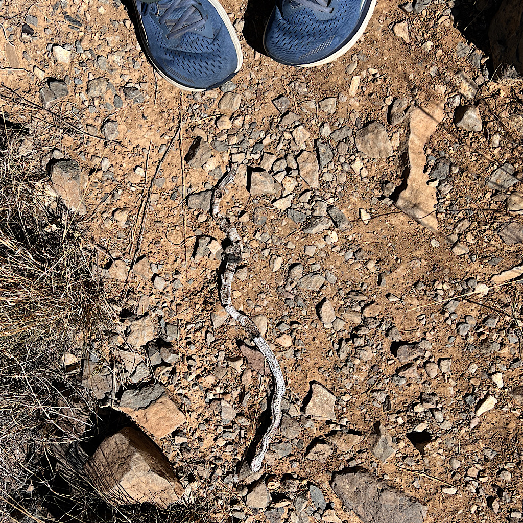 Within steps I meet a rattle snakes shed skin. 