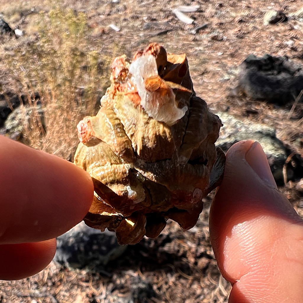 The pinyon pine cone not yet having exploded its nuts. The sap gives off a menthol-like sweetness. 