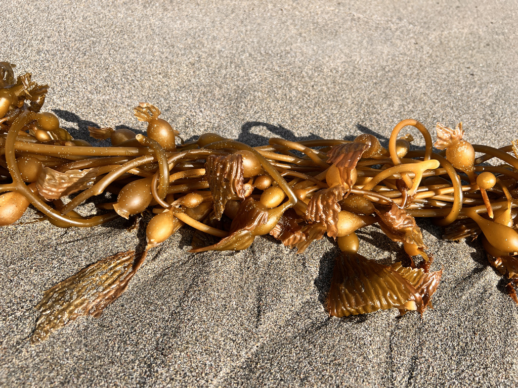 Giant Kelp, the world's largest algae.