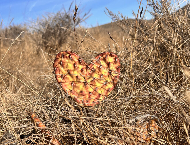 Harsh and lovely prickly pear. 