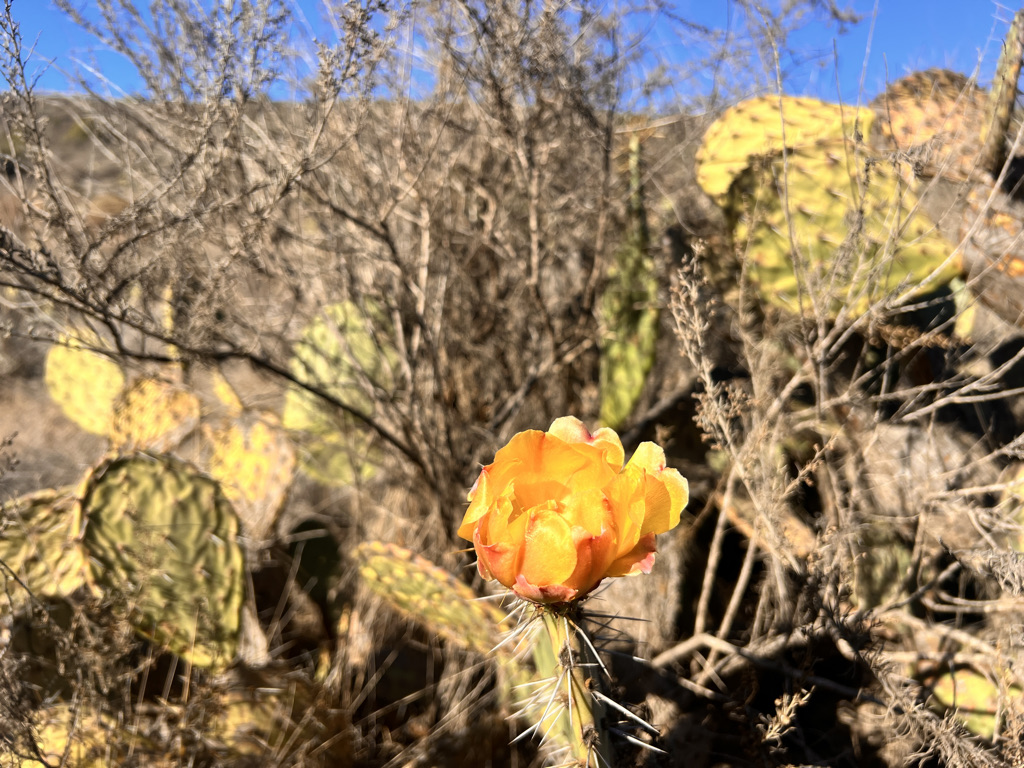 Prickly Pear bloom.