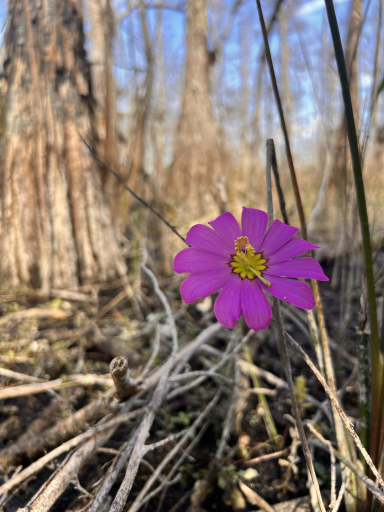 One stunning pink flower in the middle of the Flag Pond section. I never saw an alligator, but this was not the best place to linger. 