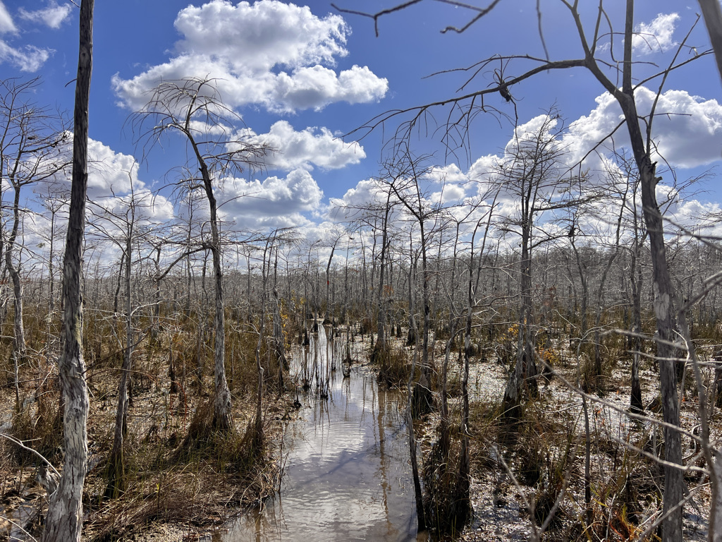 The section between Oak Hill and Thank God Island is much harder starting with deep water at the Black Lagoon, then mud-covered  solution holes. The trees even seem less inviting. I fall twice, but don't go very far, just get damper. 