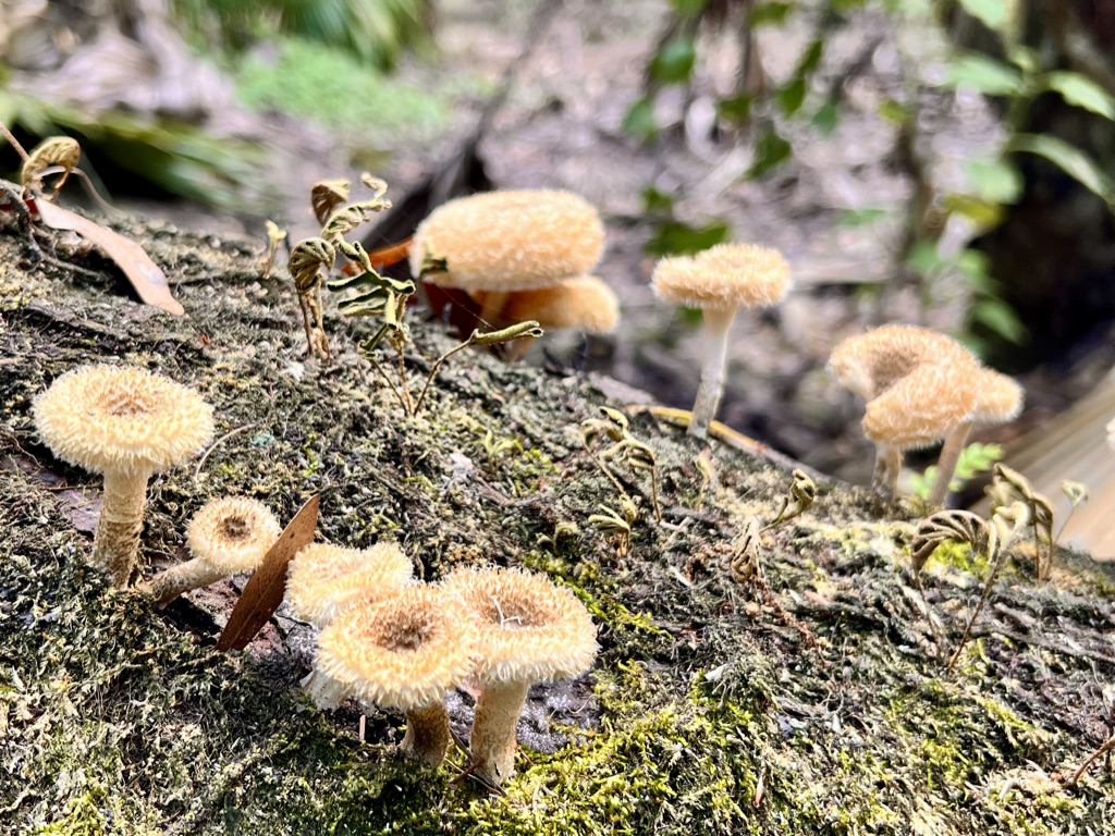 Hairy mushrooms also get in on the act.