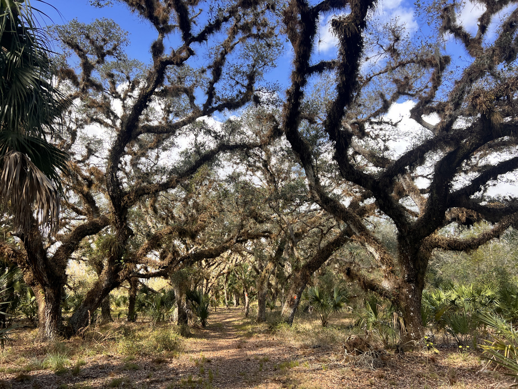 The oaks are covered in non-parasitic epiphytes called Resurrection Ferns. They wither and dry when the rain stops, but fill out and turn bright green at the slightest bit of moisture. 