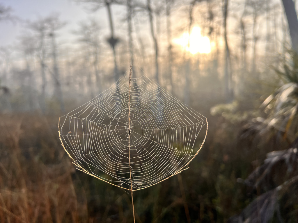 There are literally millions of spider webs catching the morning dewdrops in the sunlight. This guy spun her web on a bit of stem. 