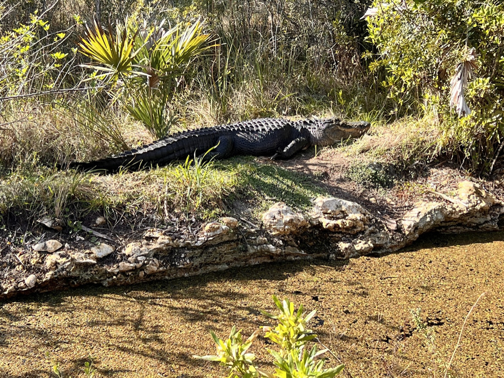 ...and very large alligators work on their tan.