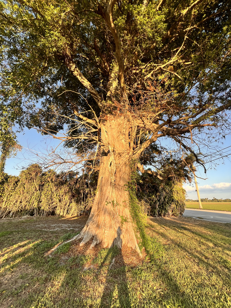 The beautiful tree in Cindy's yard. 