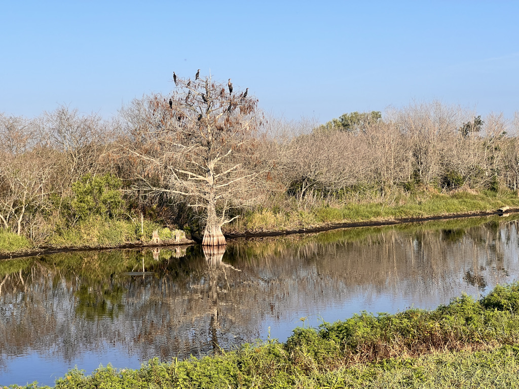 Anhingas don't possess the same oils as other diving birds, so need to spend a good deal of time hanging out drying their feathers like in this cypress. 