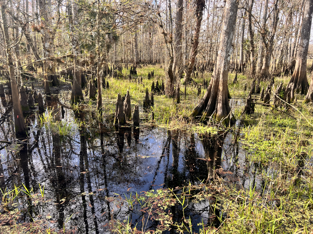 A tiny cypress dome where I get my feet wet. It brings back fond memories of Big Cypress which feels ages ago. 