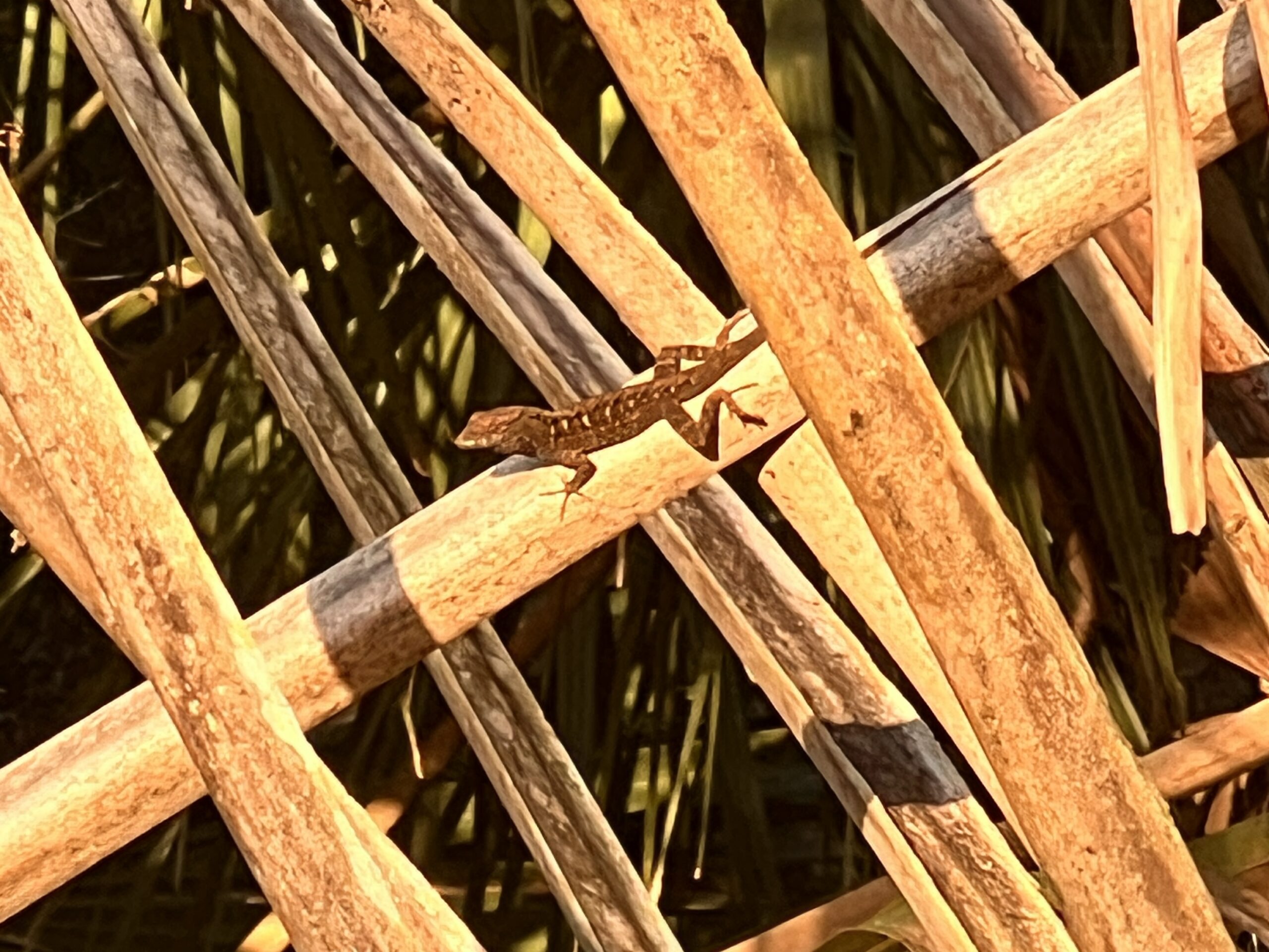 An anole doing pushups and puffing his throat while I ate dinner. 