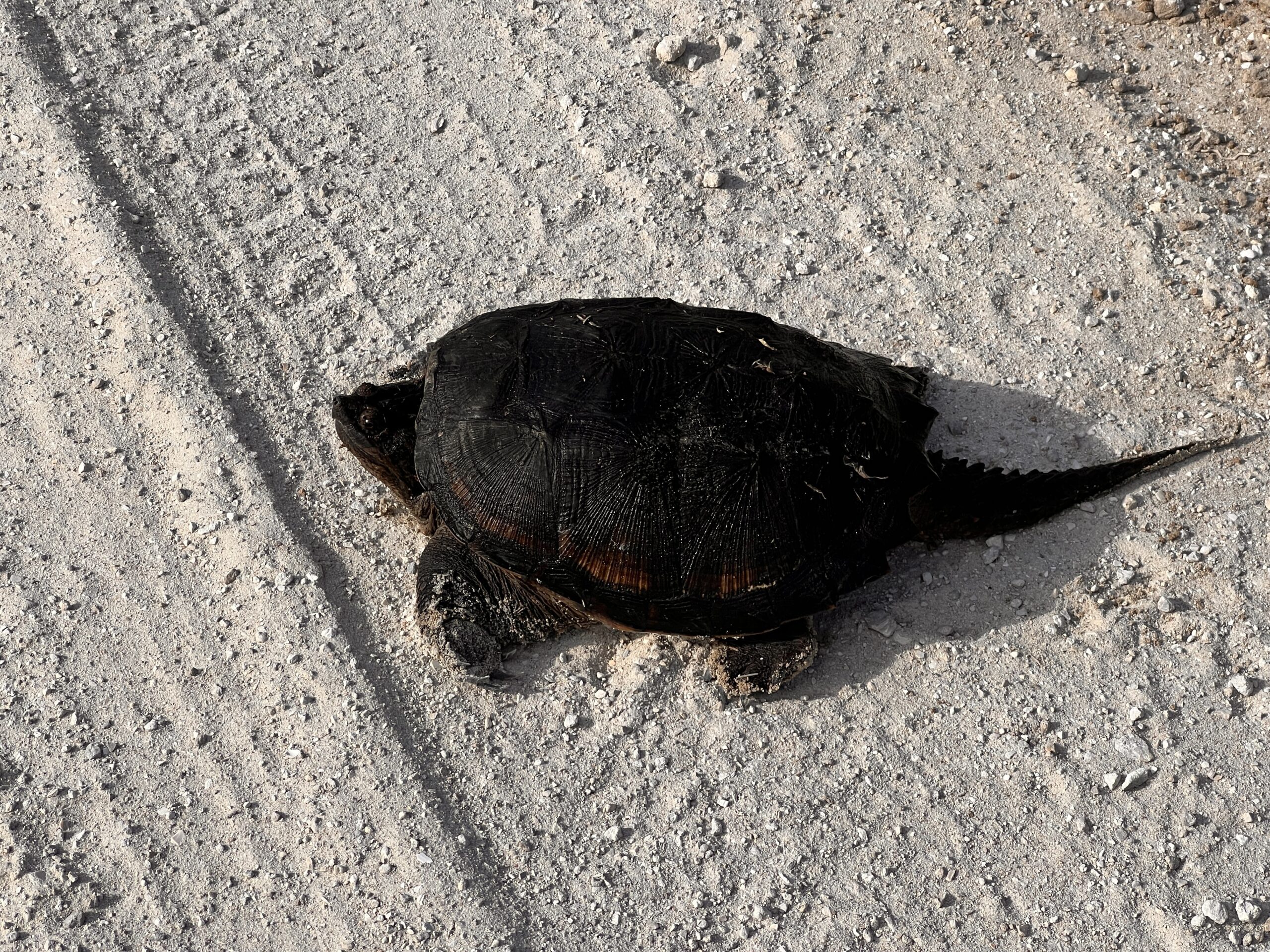 A snapping turtle chooses the absolutely wrong place to hang out, right in the middle of the road. Tough it does allow me to snap his visage. 