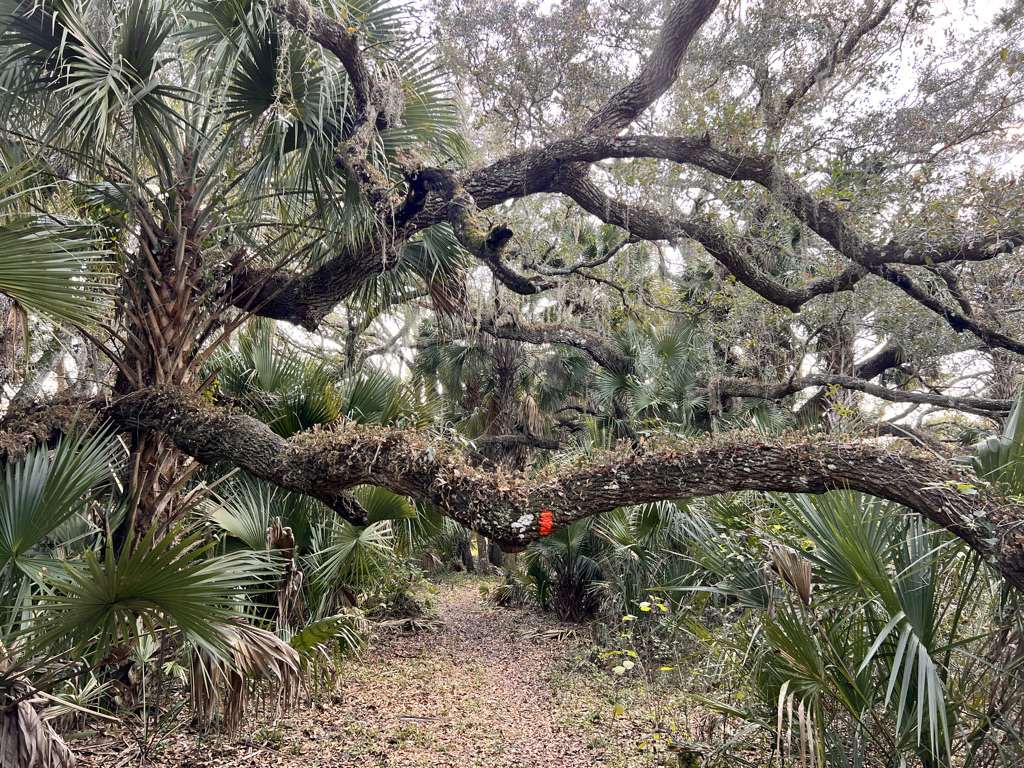 It was like walking through a terrarium in the oak hammocks. The orange blaze does double duty keeping us from whacking our heads. 