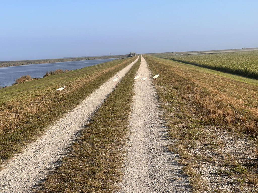 Ibis are "Florida Chickens" and hung around the trail all day. 