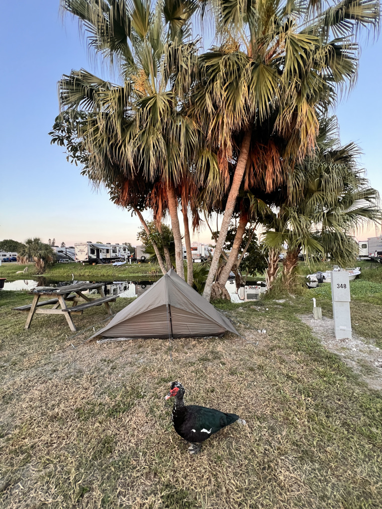 The alicoop amongst RV's and a resident muscovy duck. 