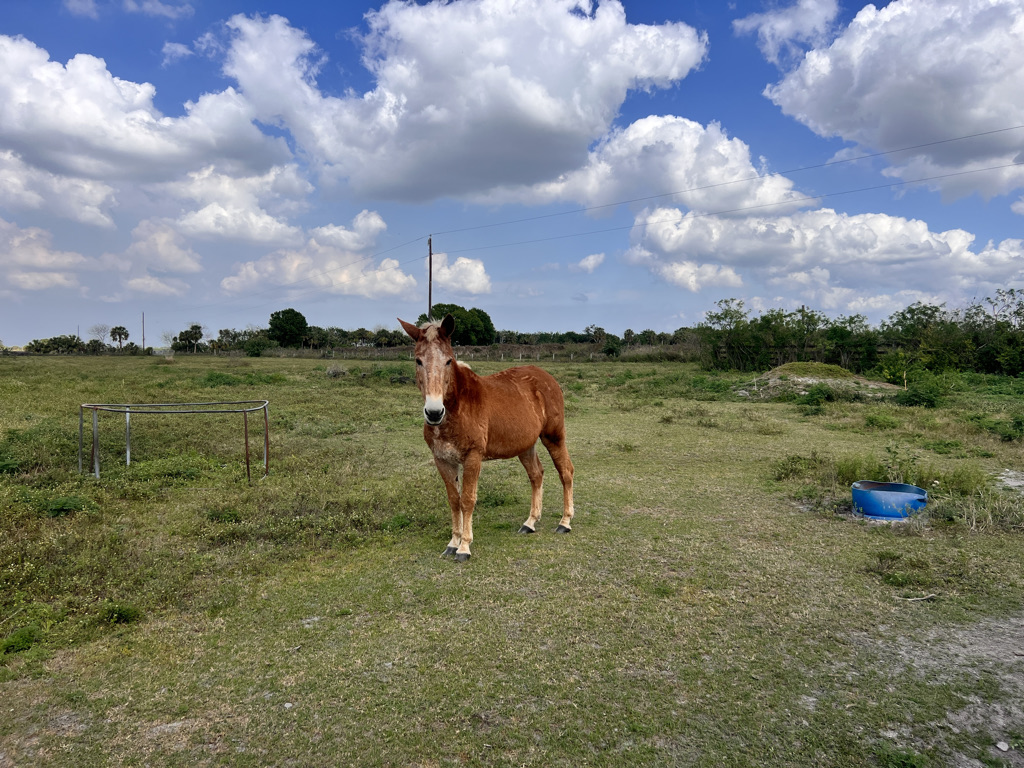 Local resident. I passed more farms today and more trees with blessed shade. 