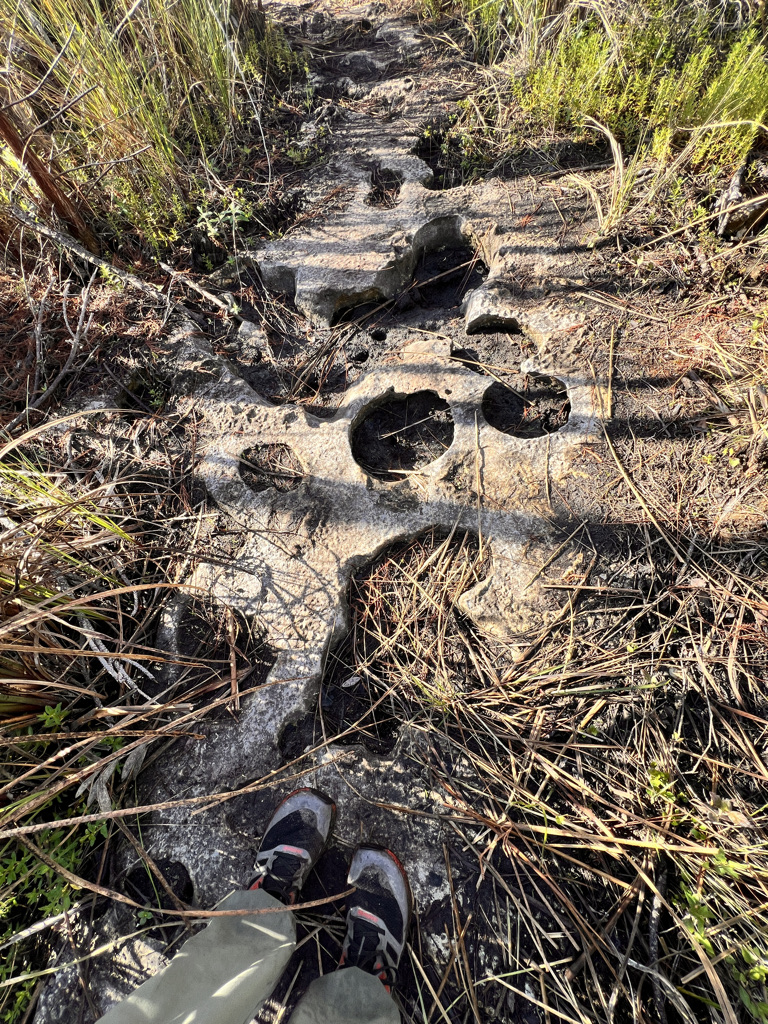 Solution holes in the limestone bedrock. When these are covered with water and mud, they can be treacherous.