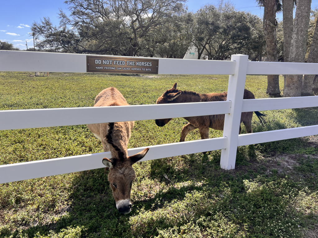 Miniature horses at River Ranch. i was happy for hot food but happy I didn't stay here. 