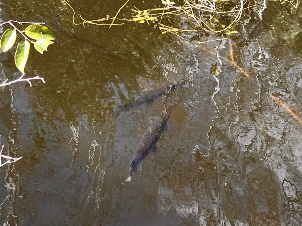 Florida Gar swim in the slough next to my path.