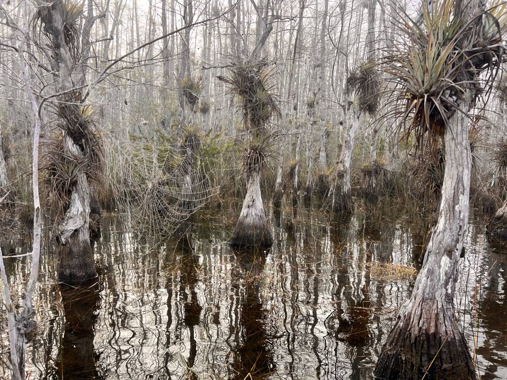 It's a foggy morning, but that only adds to the mystique of Big Cypress. 