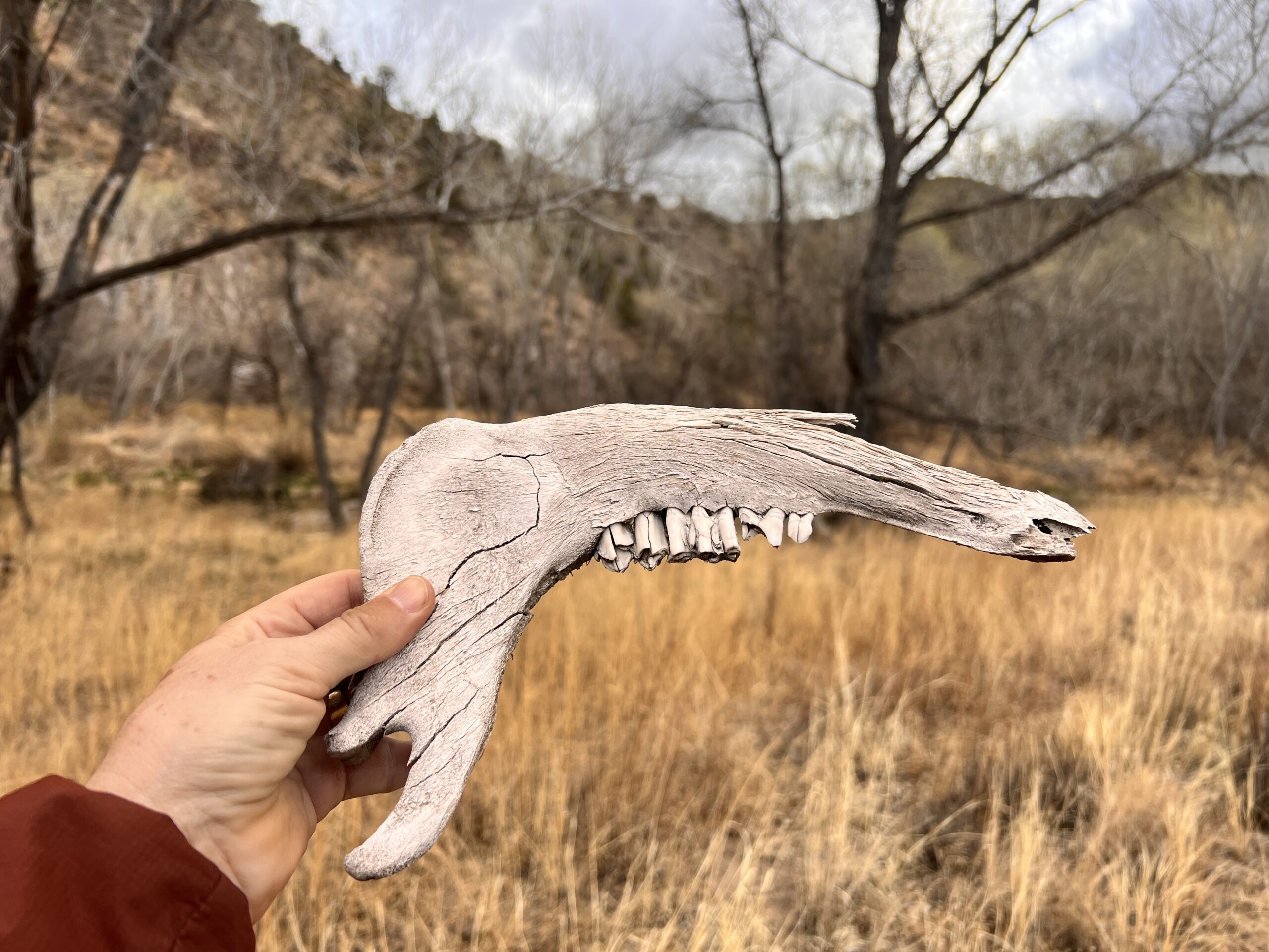 Ole toothy bone keeping things real.