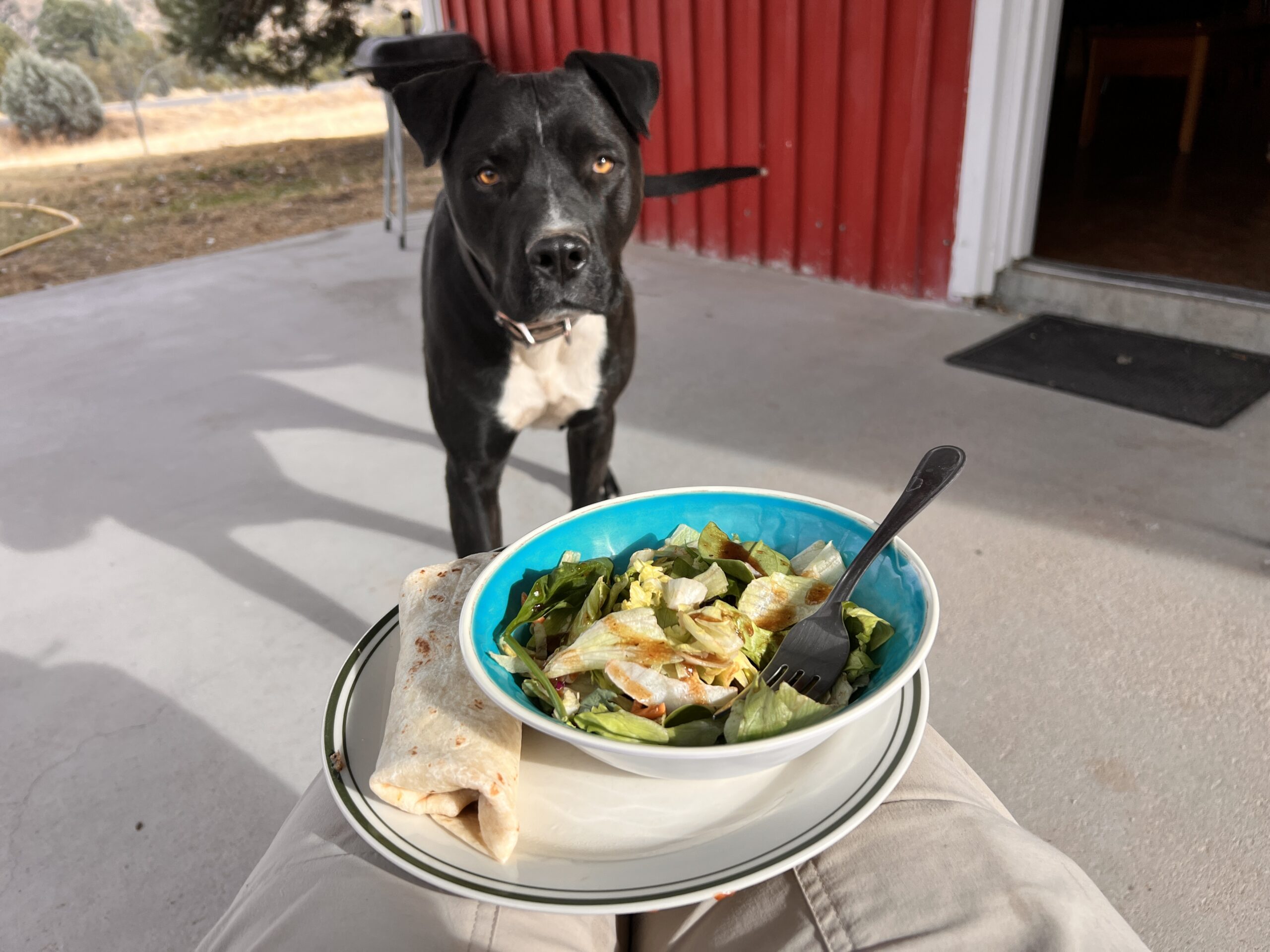Junior eyeing the burrito and salad Clay made for me in Gila Hot Springs.