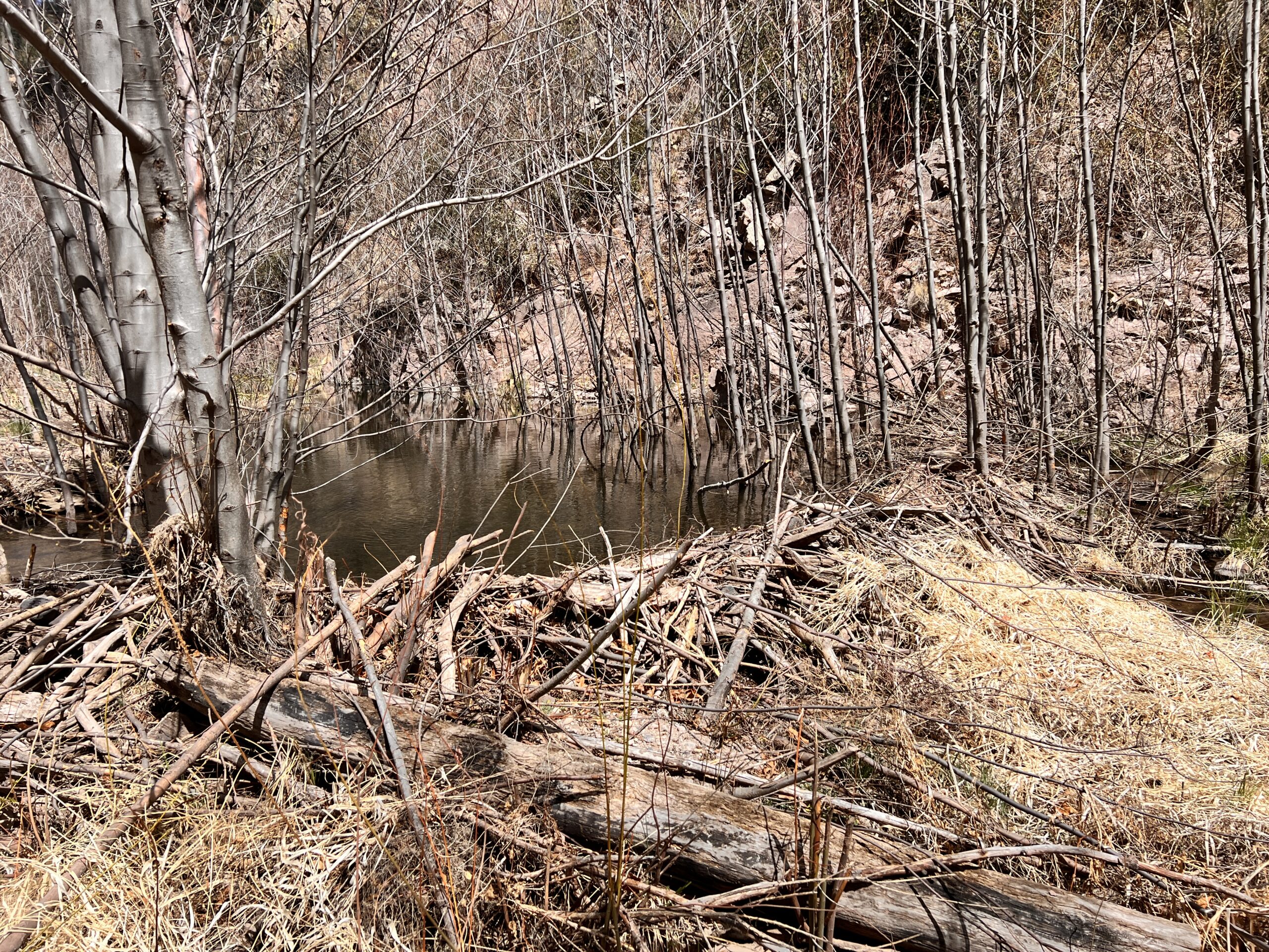 Busy beavers have dammed the Gila all along my walk. It made for tricky way-finding and deep crossings.