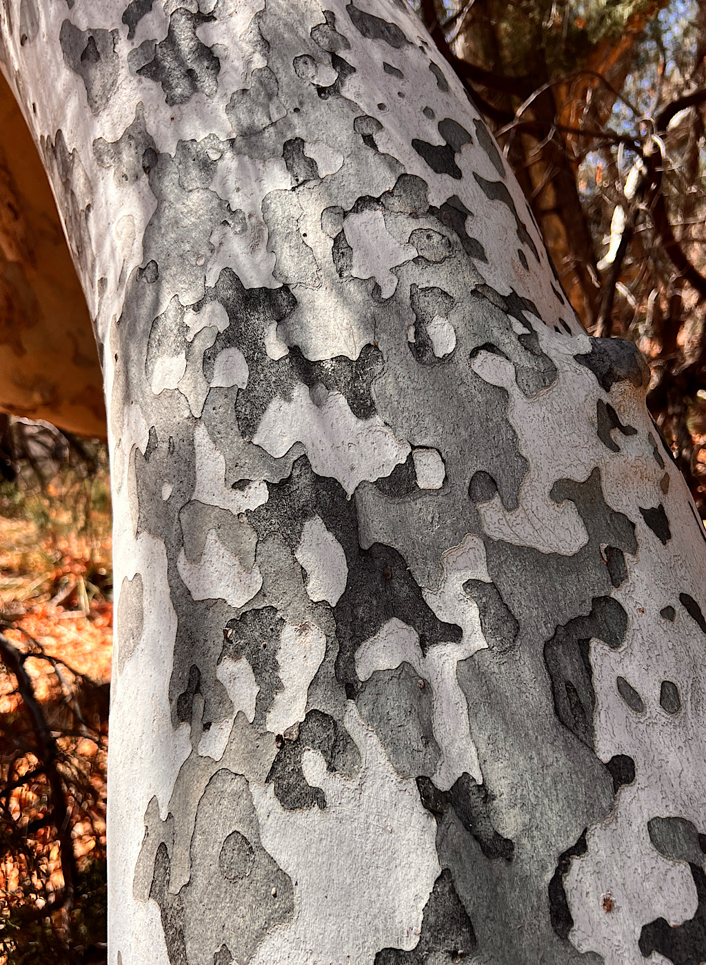 The beautiful bark of a sycamore. These trees have such elegant shapes, they appear to take on personalities.