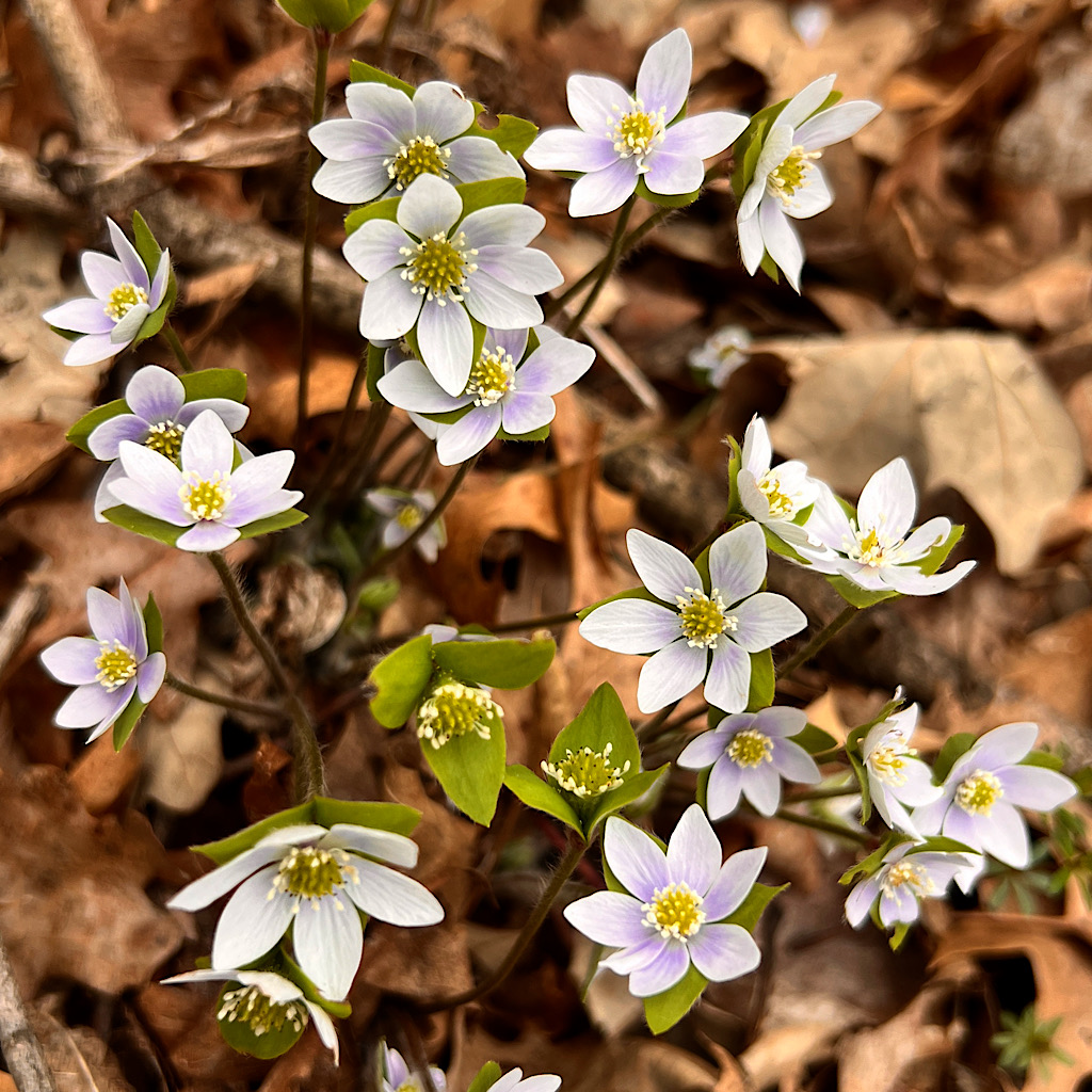 Sharp-lobed hepatica is a woodland ephemeral that appears above ground for only a few weeks per year.
