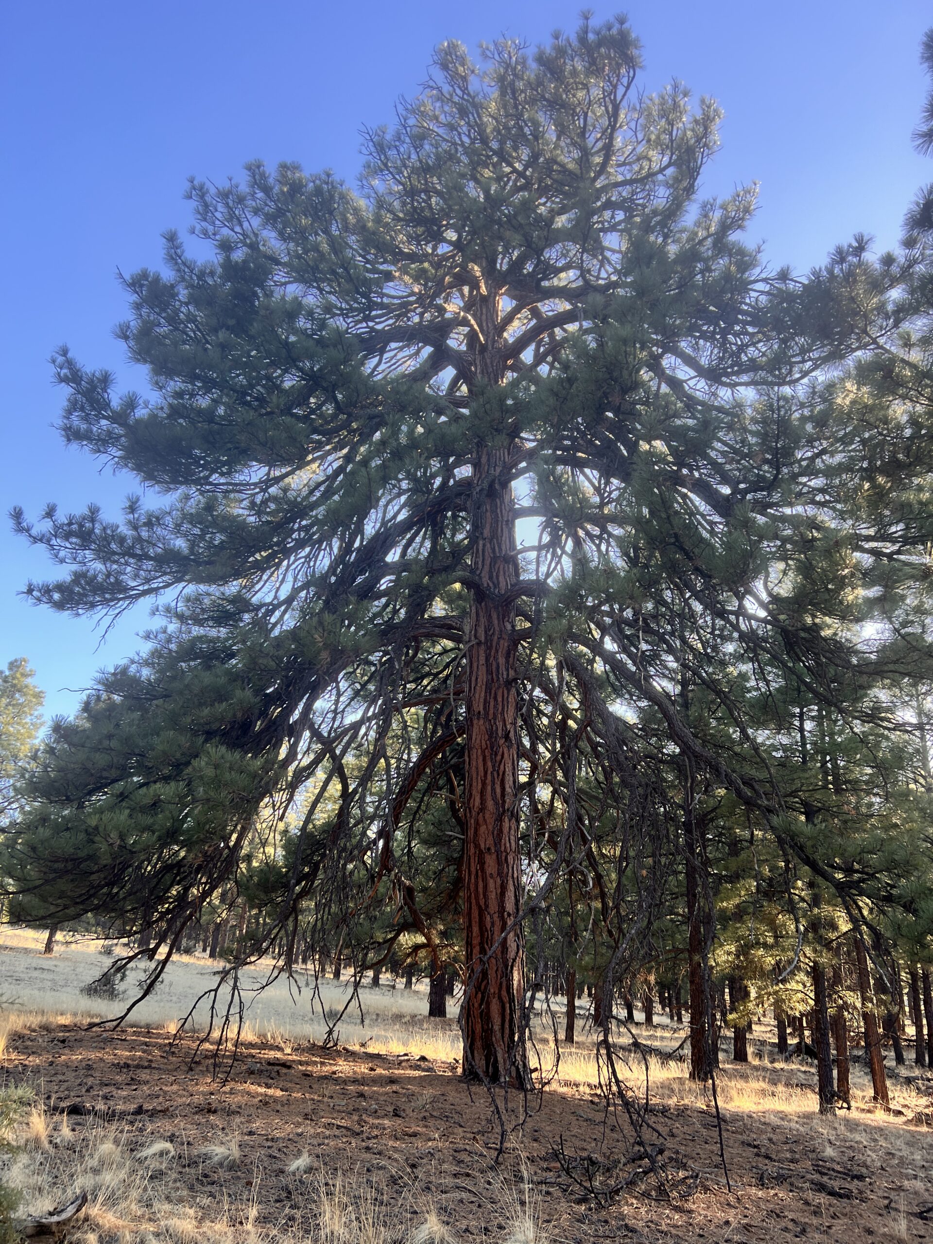An absolutely magnificent Ponderosa Pine.