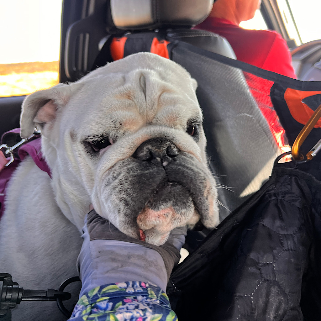 Sharing the backseat on a hitch to the Acoma-Zuni Trailhead.